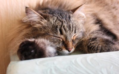 Do indoor cats need vaccination?