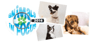 RSPCA Animals In Focus Conference 2016