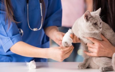Vet prevention on World Veterinary Day 2018