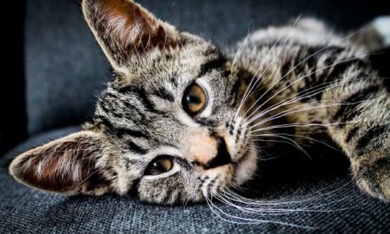 Signs of cat pancreatitis and treatment
