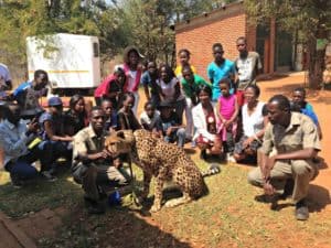 Orphan cub to ambassador cheetah