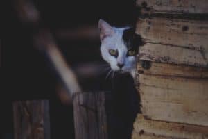 4 tips to deal with a shy cat
