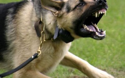 Signals of dog aggression