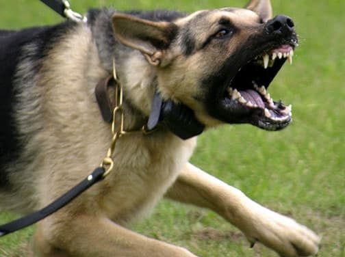 Signals of dog aggression