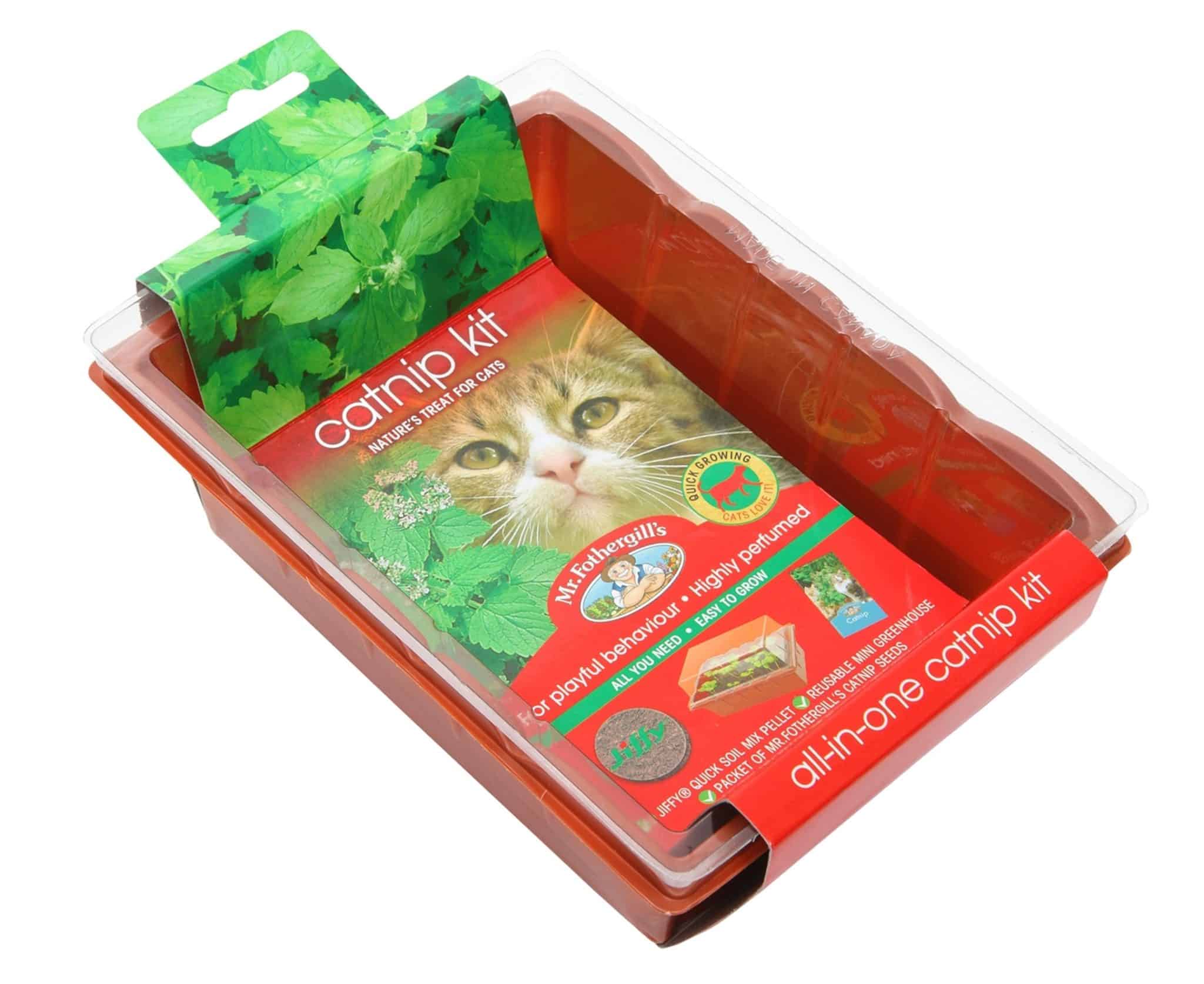Great Christmas gift ideas for cats - Pets4Life