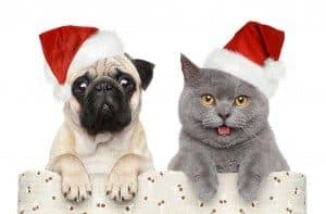 A pet for Christmas beware of online pet shopping