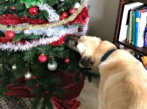 Christmas gift ideas for dogs