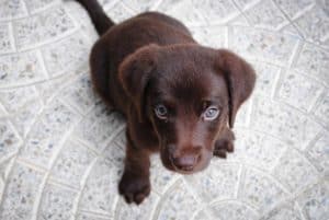 puppy toilet training do's and don'ts. 
