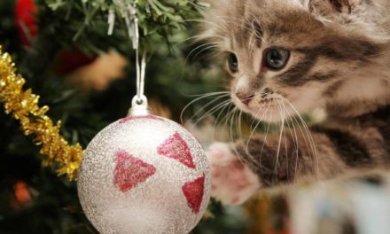 Great Christmas gift ideas for cats