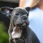 dog Fact sheets: 10 questions to ask a dog breeder