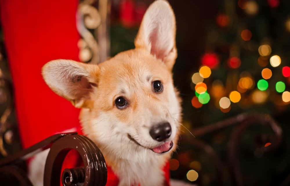 Great Christmas gift ideas for dogs
