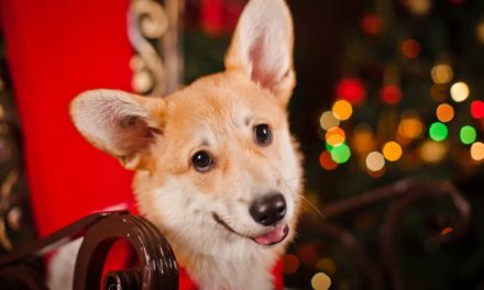 Great Christmas gift ideas for dogs