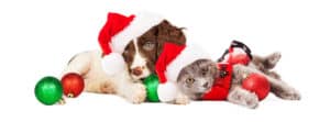 Christmas foods and pets warning