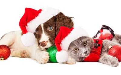 Christmas food and pets warning