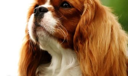 Chiari malformation in toy dog breeds study