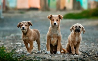 5 Most popular dog topics in 2016
