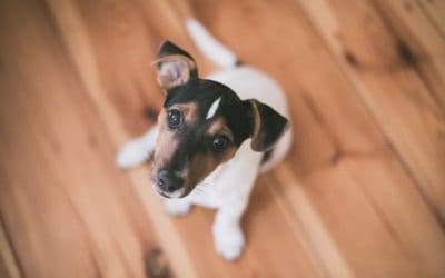 Puppy socialisation and aggression
