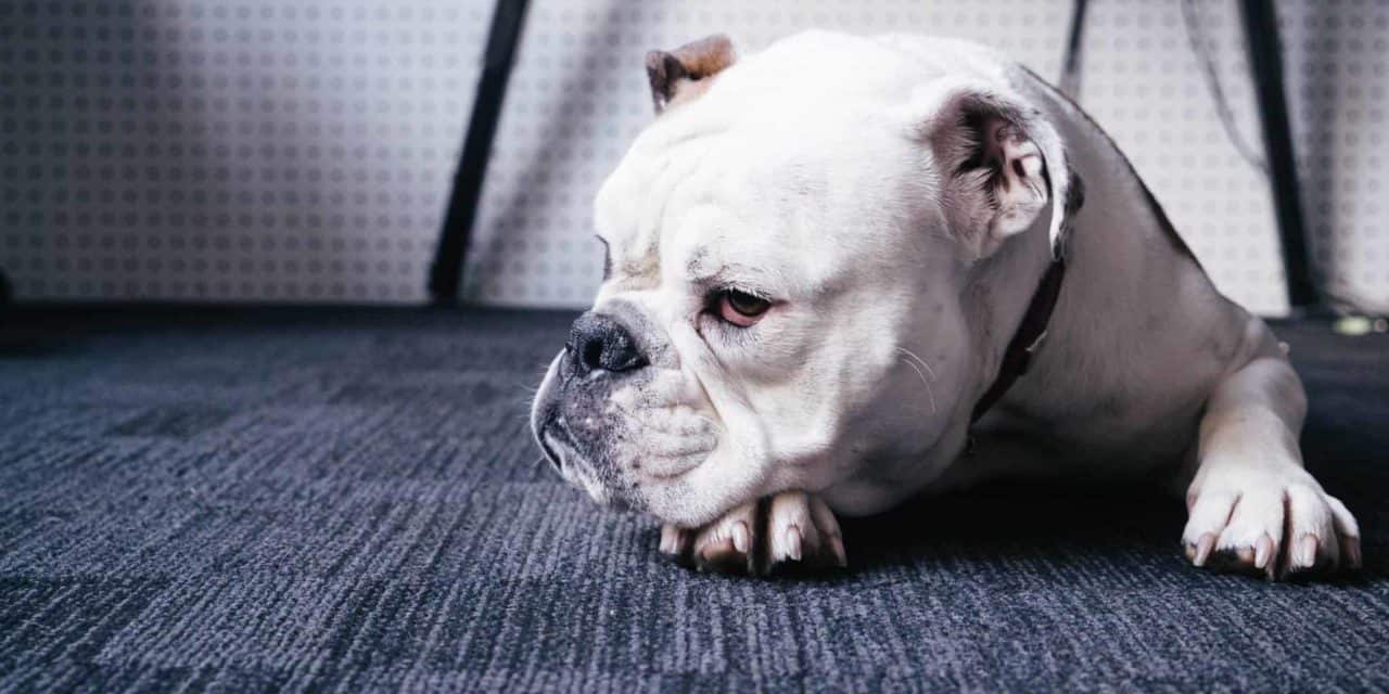 Megaoesophagus in dogs update