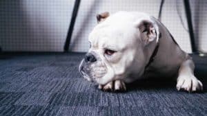 Pugs and Bulldogs at risk of heat stroke