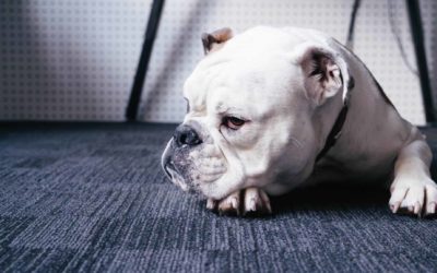 Megaoesophagus in dogs update