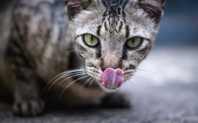 5 Most popular cat topics in 2016