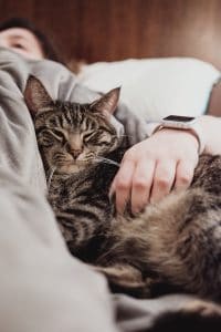 cat ownership facts in Australia