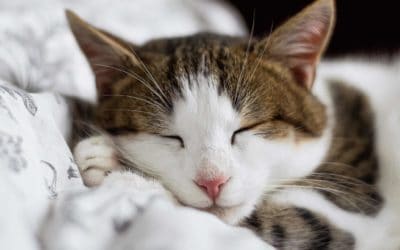 5 Ways to prevent losing a pet