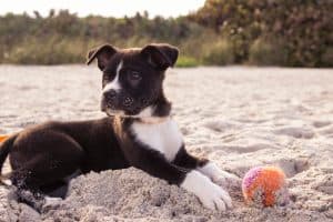 Puppy vs adult vs senior dog pros and cons