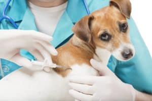 New flu vaccines for dogs