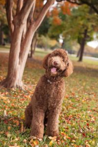 6 dog breeds suitable for an apartment