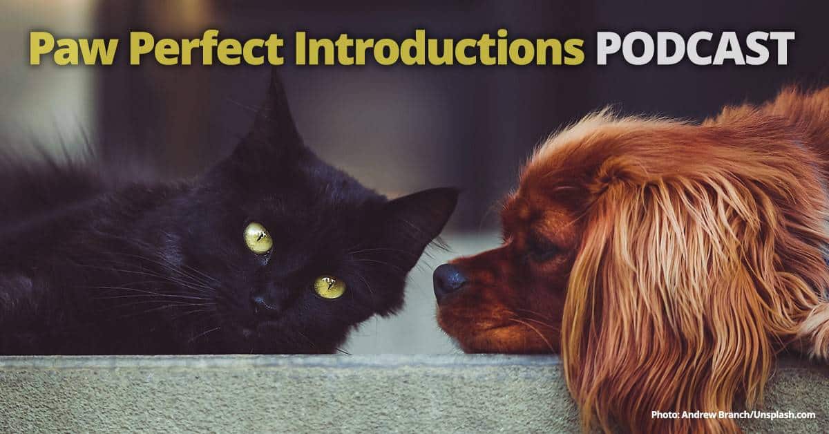 Paw Perfect Introductions podcast