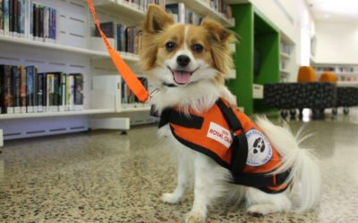 Hearing dogs change lives – Luna’s story of devotion and tragic loss