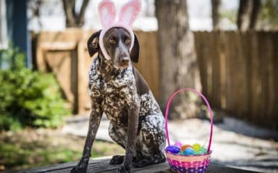 Chocolate poisoning in pets simply explained by Vet Anne Fawcett