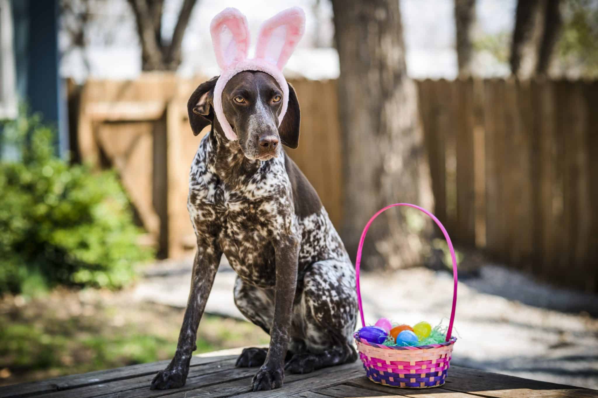 is vegan chocolate poisonous to dogs