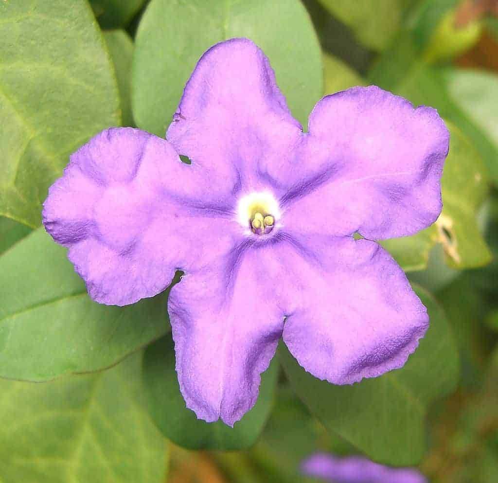 Dogs and Toxic Plants in Australia list Pets4Life Dog Training