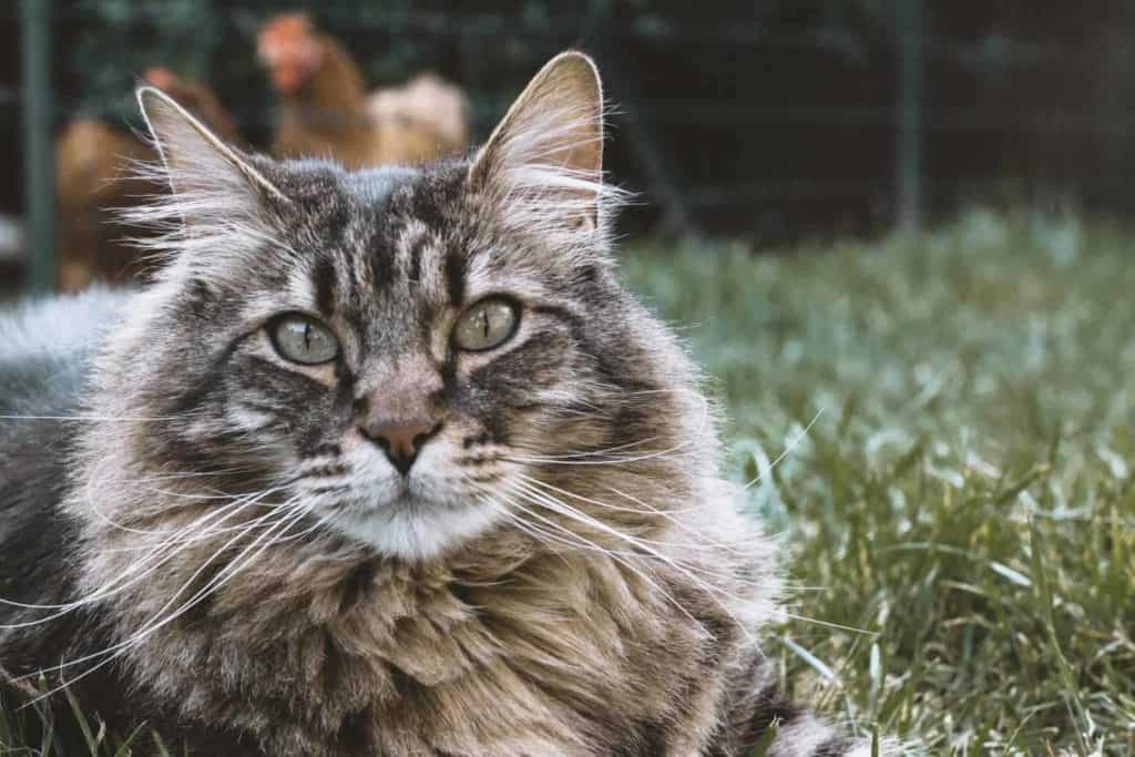 Cats and Toxic Plants in Australia