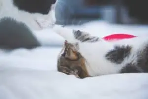 How to introduce a second cat to your cat