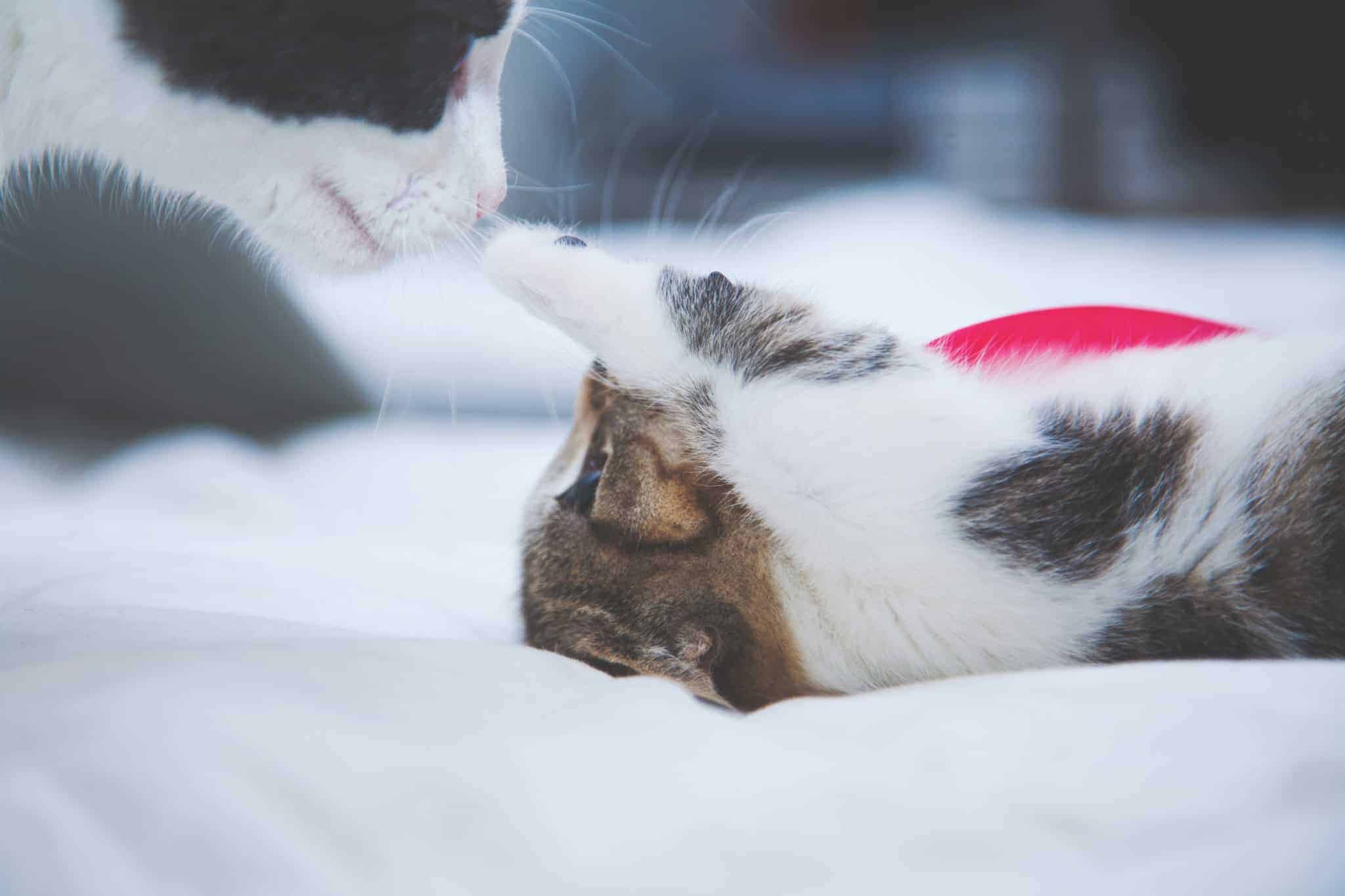 How to introduce a second cat to your cat