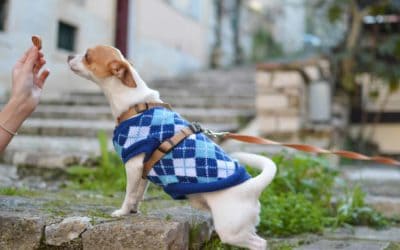 Socialise your puppy using positive methods