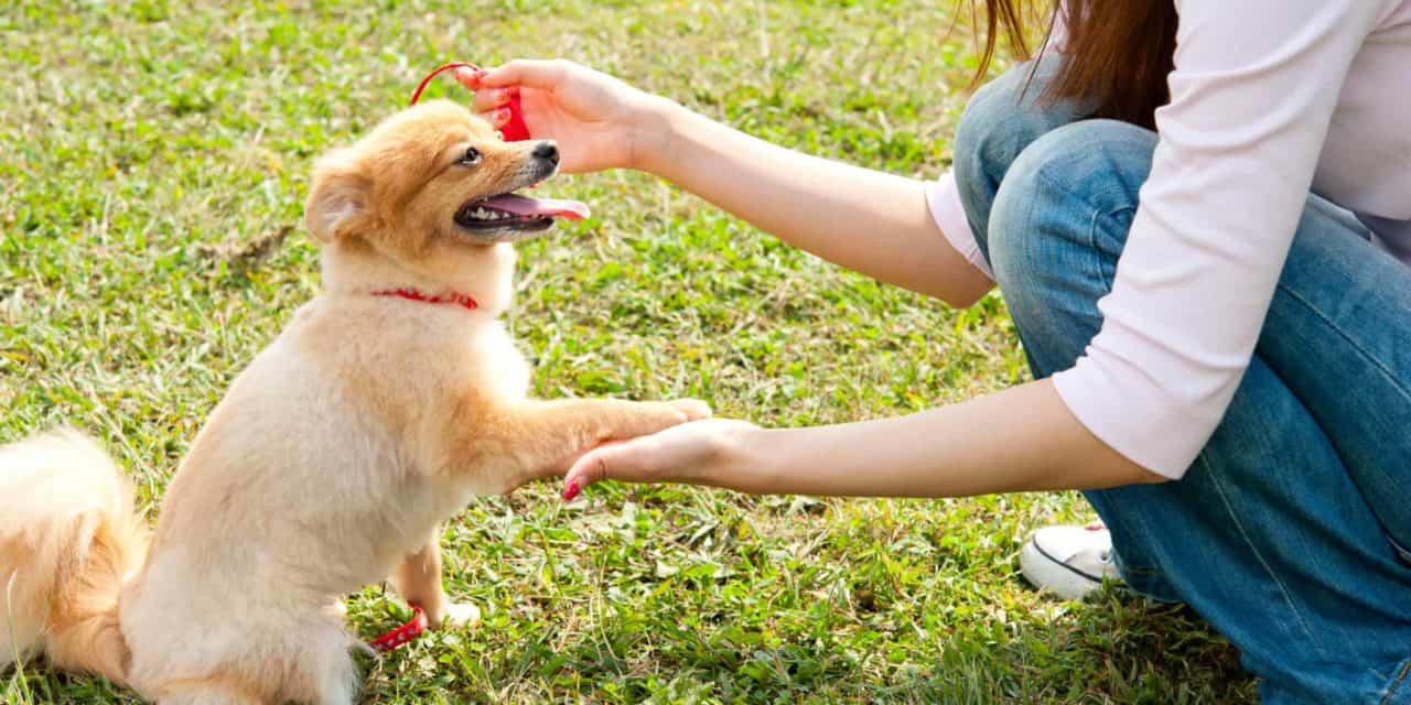 Essential tips for choosing a good dog training class