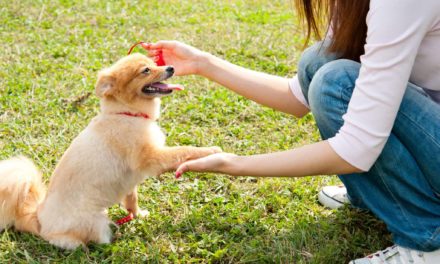 Essential tips for choosing a good dog training class