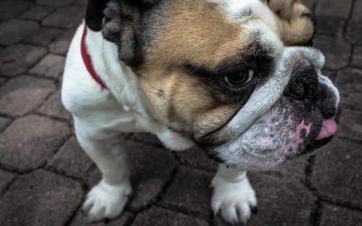 High meat diet for dogs is best says NZ study