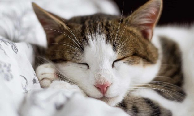 Top tips to keep your cat warm in Winter