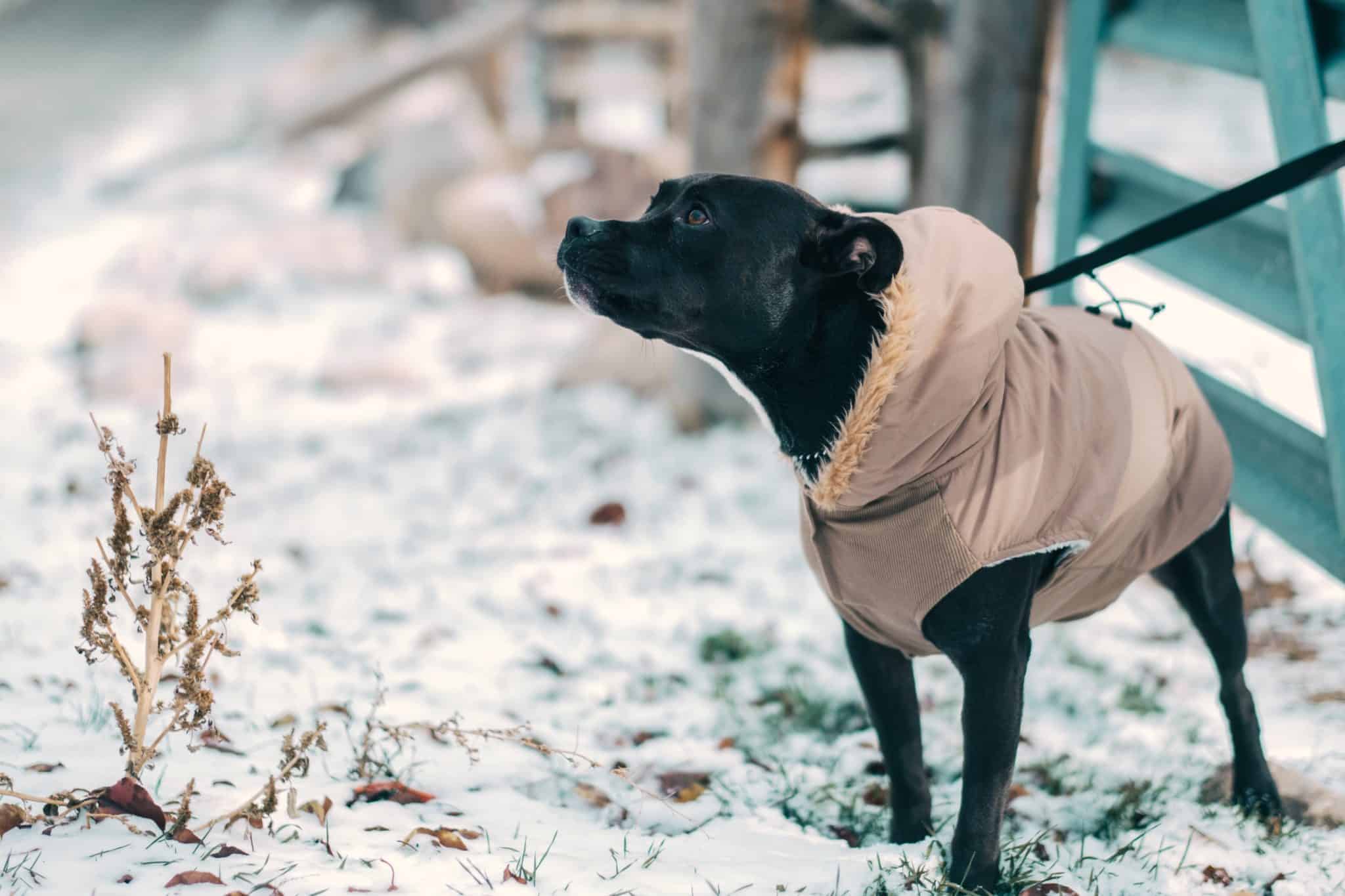 Top tips to keep your dog warm in Winter Pets4Life Dog Training