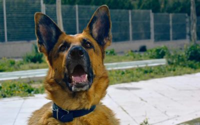 Why does my dog bark at nothing?