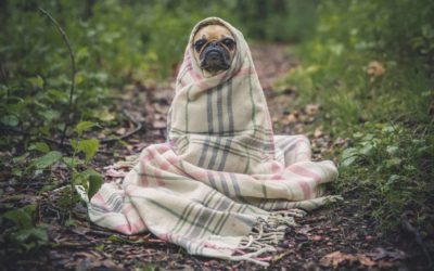 Top tips to keep your dog warm in Winter