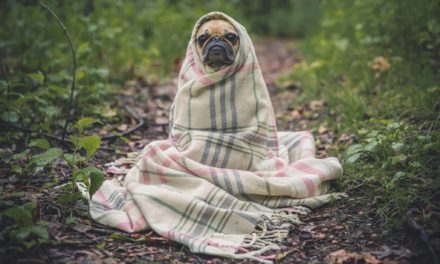 Top tips to keep your dog warm in Winter