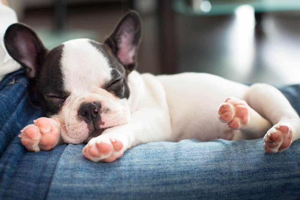 Why is the French Bulldog so popular?