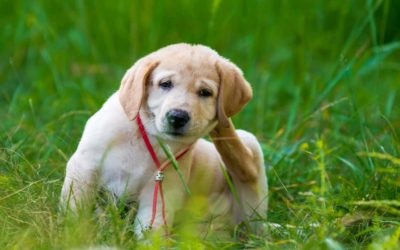Flea-borne spotted fever in Australia