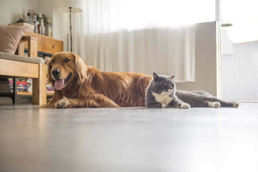 Common household dangers for cats and dogs